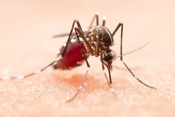 dengue